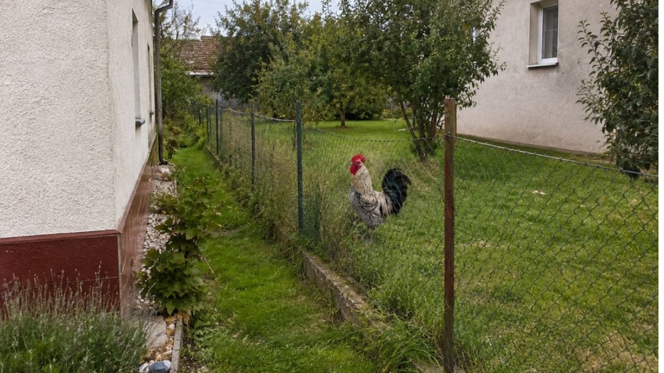 Sousedův kohout ho budil každou noc. Libor situaci vyřešil jednou provždy
