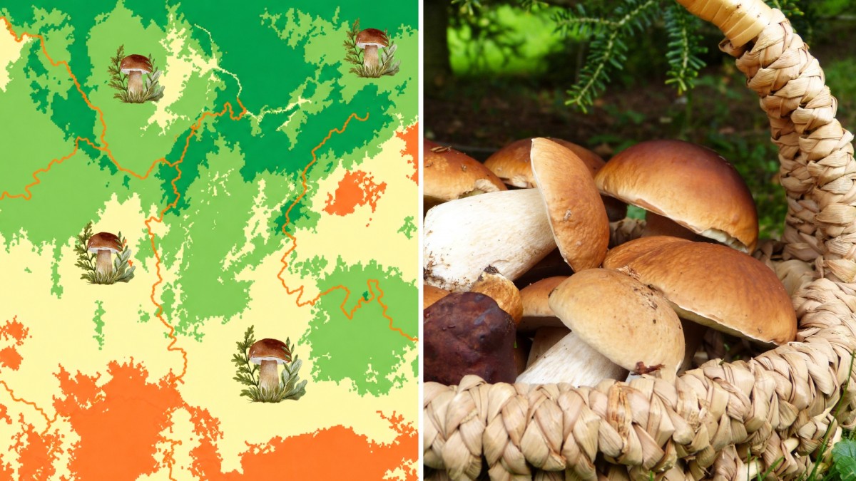 „Konečně houby.“ Detailní mapa ukazuje, kde právě teď rostou nejvíc