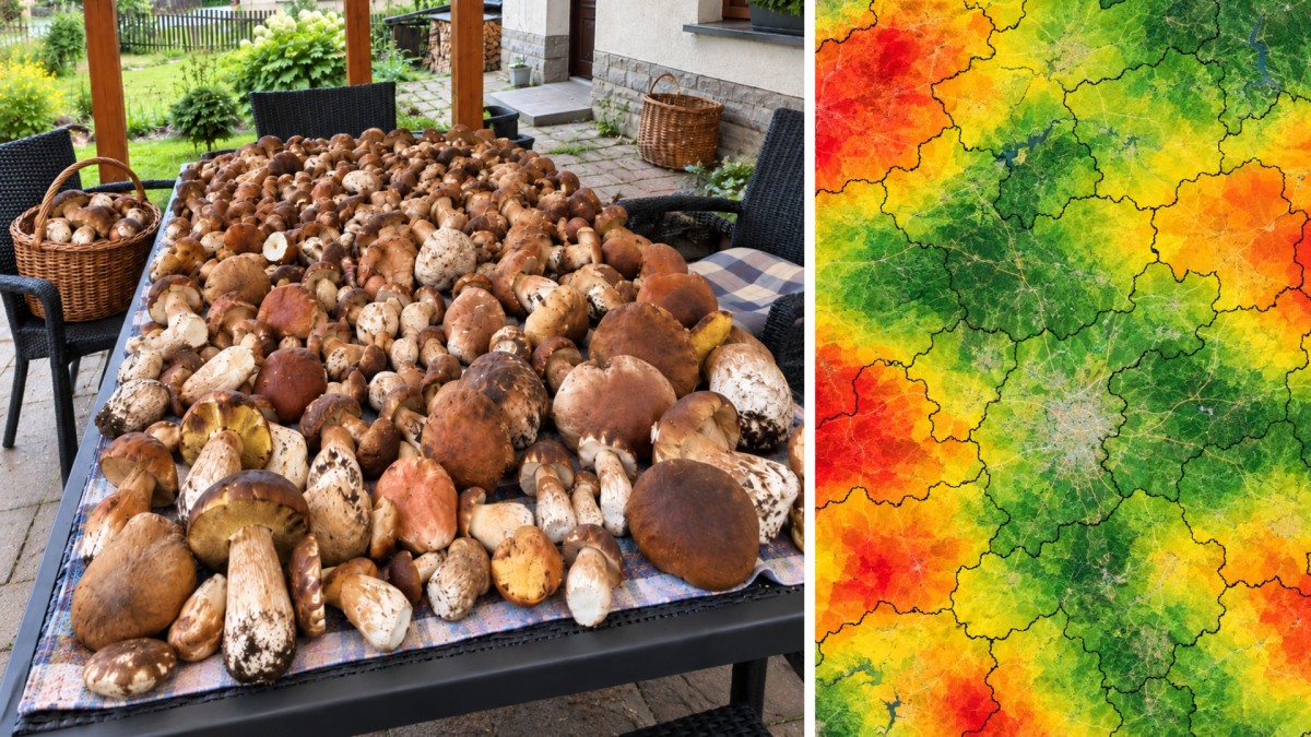 Houbařům nebudou stačit košíky. Aktualizovaná mapa ukazuje, kde houby momentálně rostou nejvíc
