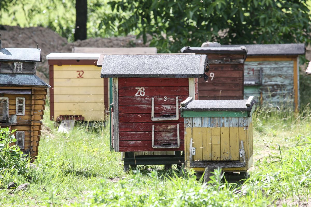 Základy včelařství: Vyrobte si včelí úly svépomocí (Rady a tipy ...