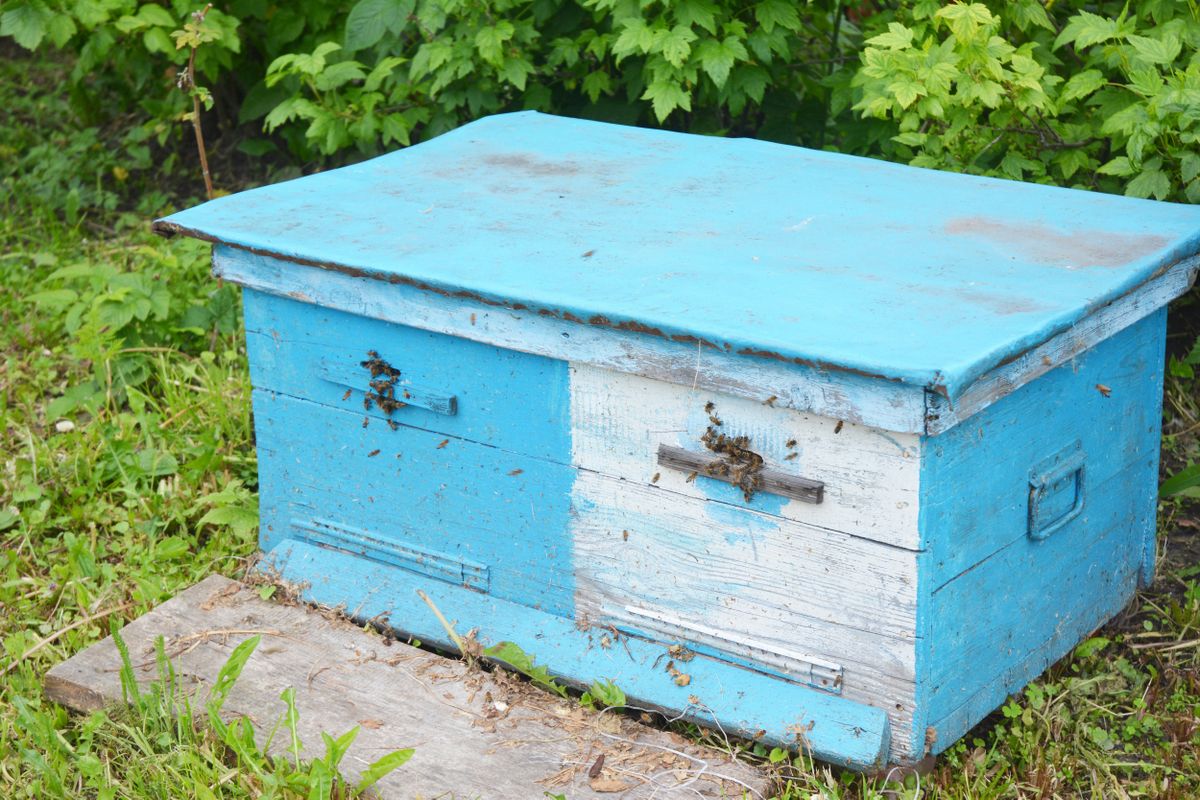 Základy včelařství: Vyrobte si včelí úly svépomocí (Rady a tipy ...