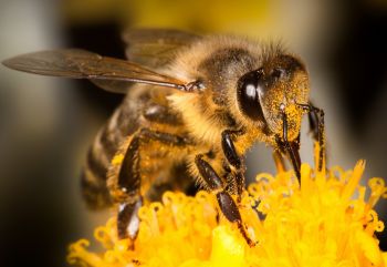 včely na přírodní zahradě