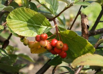 Sorbus sudetica