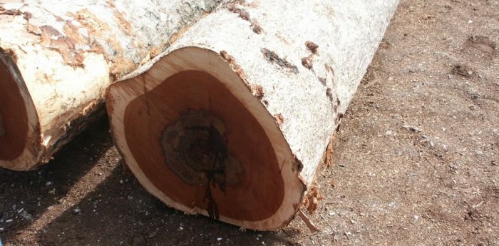 Ohrožené druhy stromů